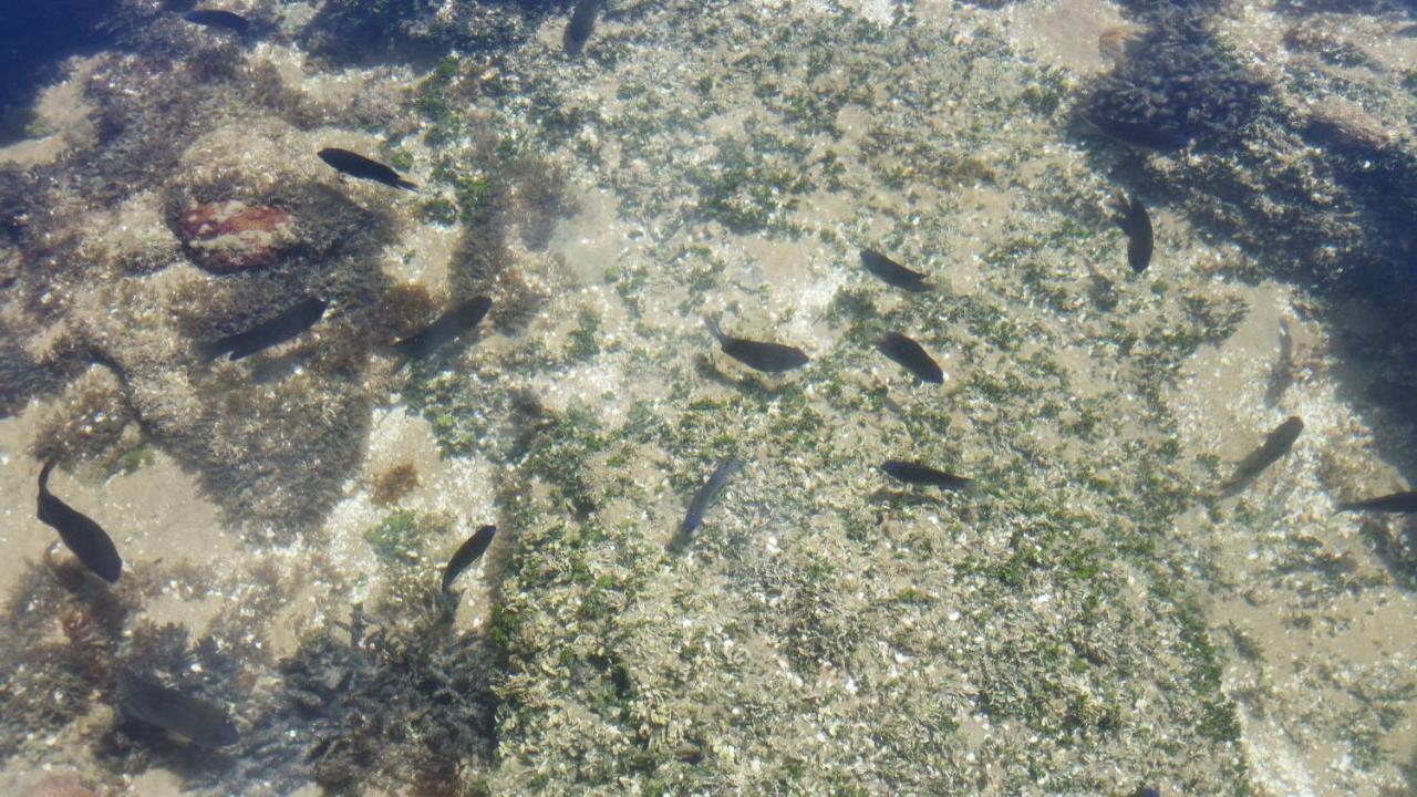 Flat Cupe Beach - Pôrto das Galinhas Eksteriør billede